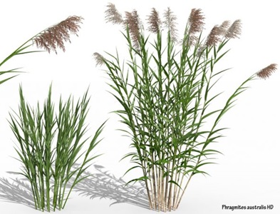 phragmites